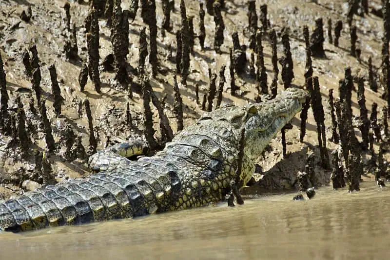 Is The Nile Crocodile Endangered? Global Conservation Insights