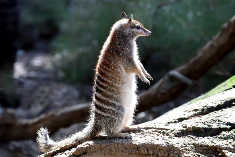 Is The Numbat Endangered? Global Conservation Insights