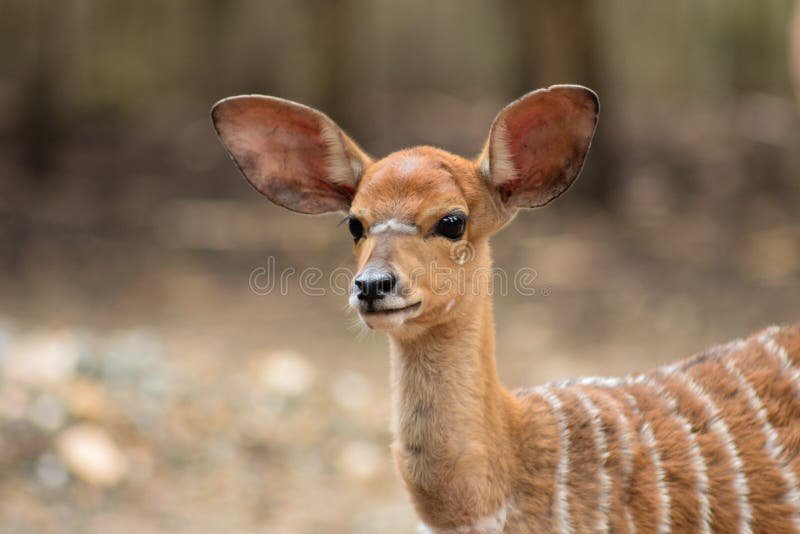 Is The Nyala Endangered? Global Conservation Insights