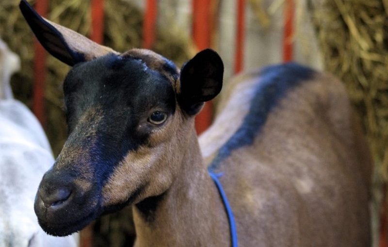 Is The Oberhasli Goat Right For Your Farm Or As A Pet?
