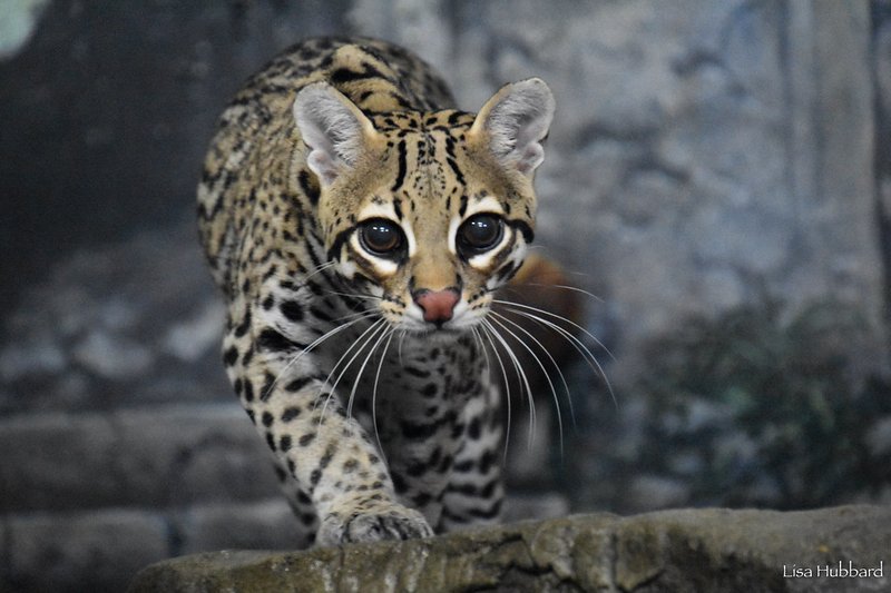 Is The Ocelot Endangered? Global Conservation Insights