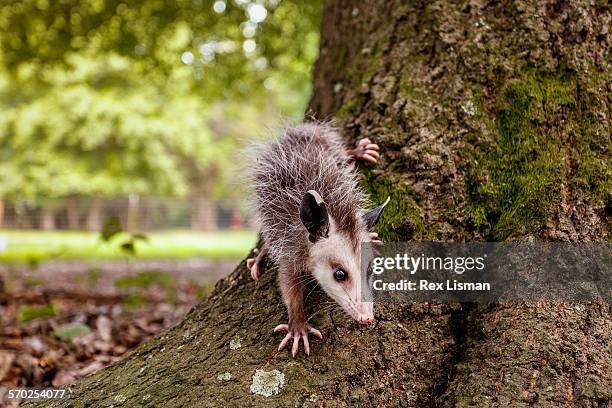 Is The Opossum Endangered? Global Conservation Insights