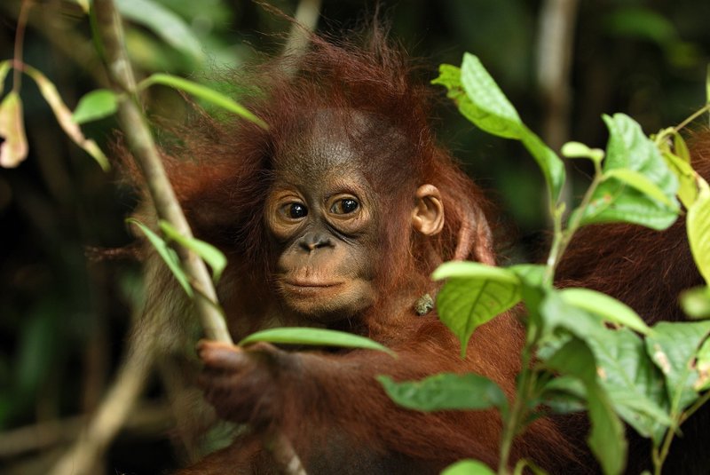 Is The Orangutan Endangered? Global Conservation Insights
