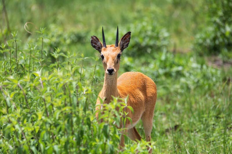 Is The Oribi Endangered? Global Conservation Insights