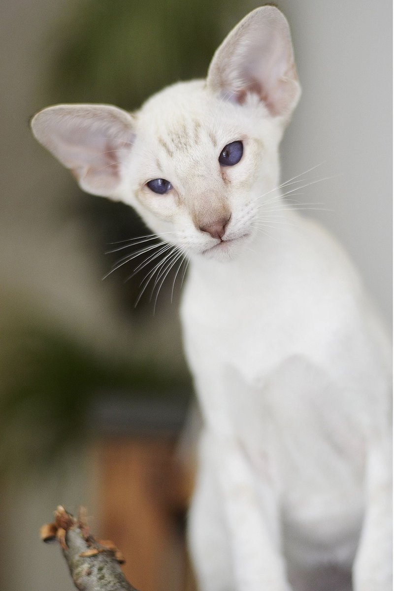 Is The Oriental Shorthair Cat Right For You? Pros And Cons