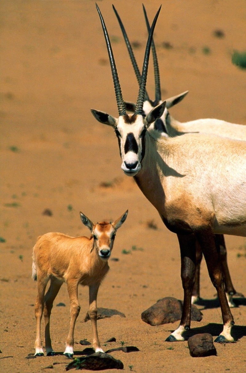 Is The Oryx Endangered? Global Conservation Insights