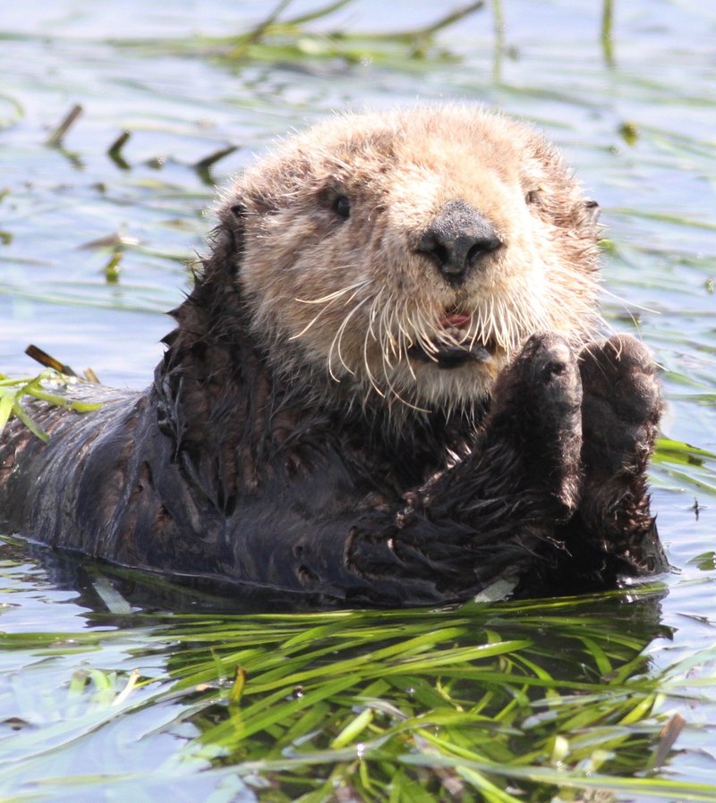 Is The Otter Endangered? Global Conservation Insights