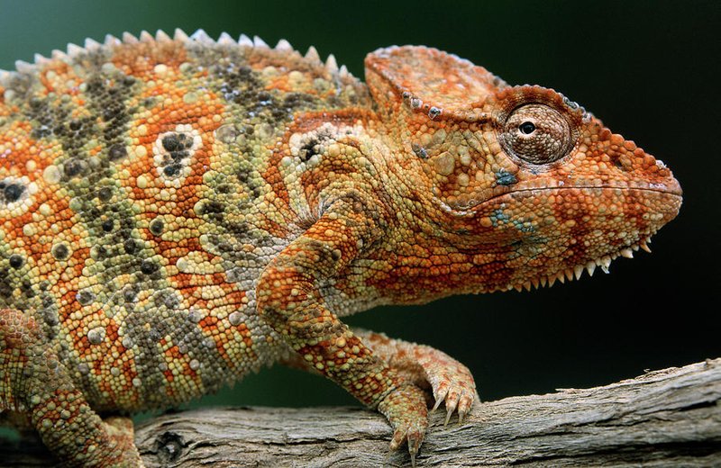 Is The Oustalet'S Chameleon Aggressive Or Friendly?