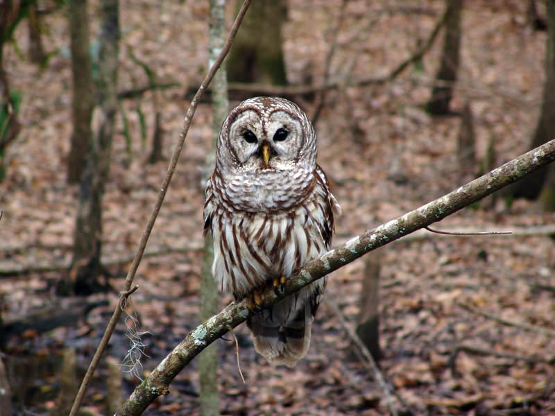 Is The Owl Threatened Or Endangered?