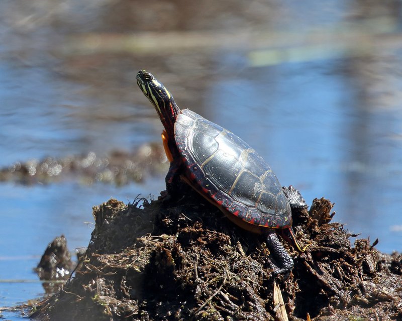 Is The Painted Turtle Endangered? Conservation Efforts Explained