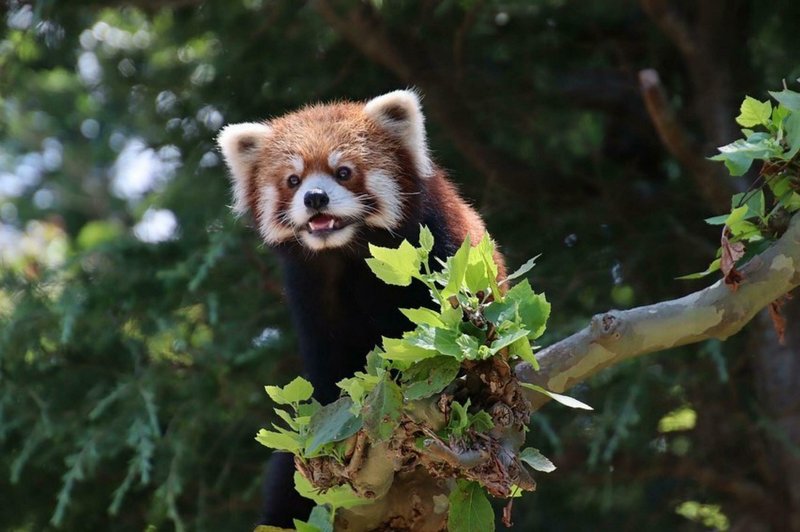 Is The Panda Endangered? Global Conservation Insights
