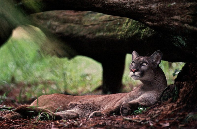 Is The Panther Endangered? Global Conservation Insights