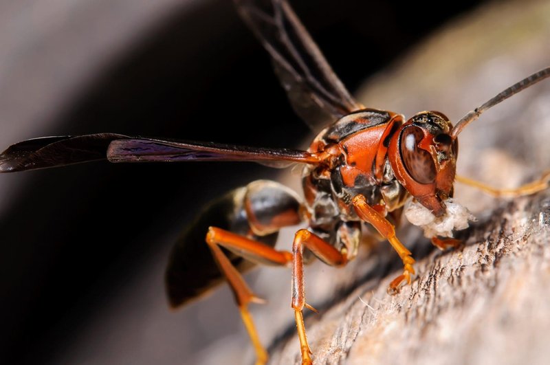 Is The Paper Wasp Dangerous To Humans?