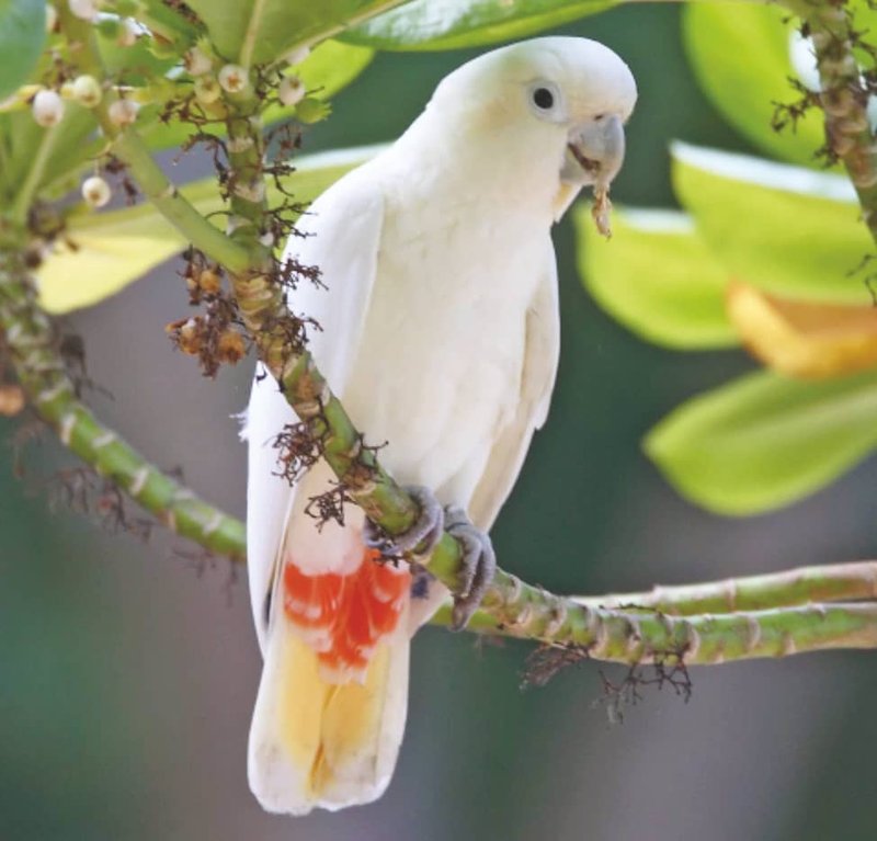 Is The Parrot Threatened Or Endangered?