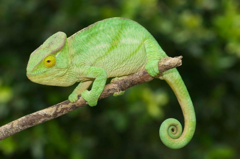 Is The Parson'S Chameleon A Good Pet For Beginners?