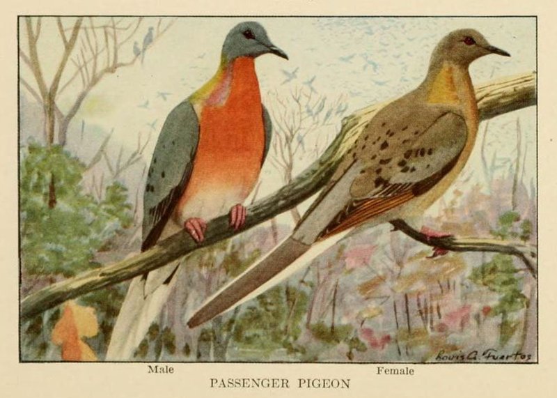 Is The Passenger Pigeon Threatened Or Endangered?