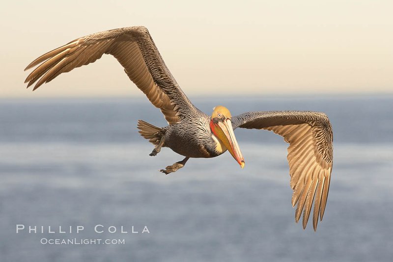 Is The Pelican Threatened Or Endangered?
