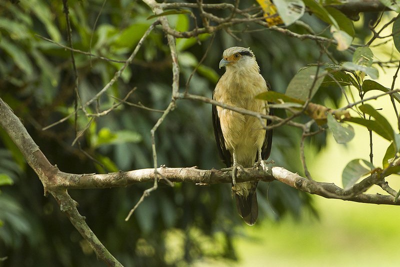 Is The Peregrine Falcon Endangered? Global Conservation Insights