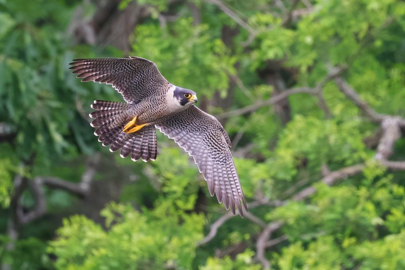 Is The Peregrine Falcon Endangered? Global Conservation Insights