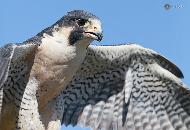Is The Peregrine Falcon Threatened Or Endangered?