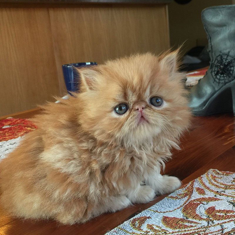 Is The Persian Cat Right For You? Pros And Cons