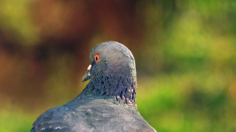 Is The Pigeon Threatened Or Endangered?