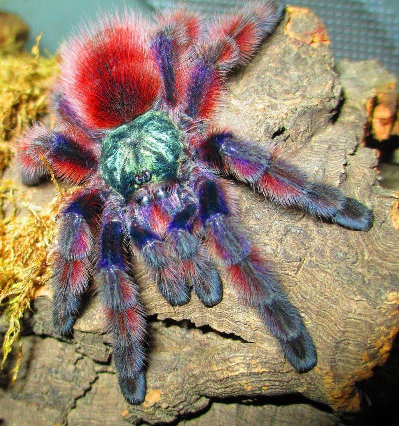 Is The Pink Toe Tarantula Dangerous Or Aggressive?