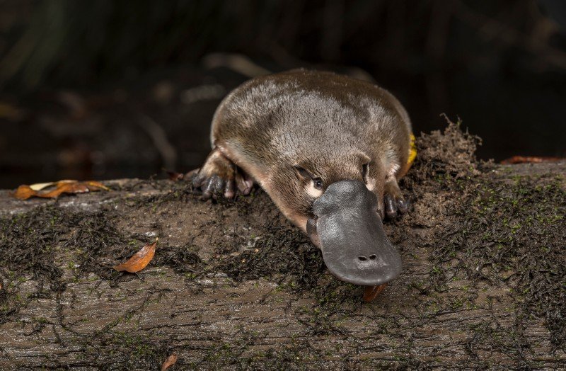 Is The Platypus Endangered? Global Conservation Insights