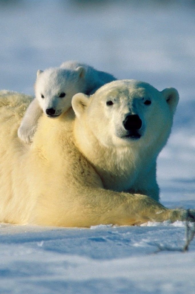 Is The Polar Bear Endangered? Global Conservation Insights