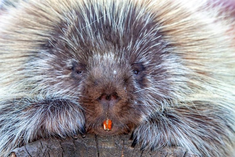 Is The Porcupine Endangered? Global Conservation Insights