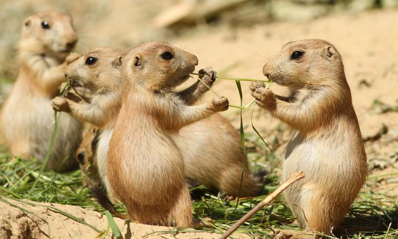 Is The Prairie Dog Endangered? Global Conservation Insights