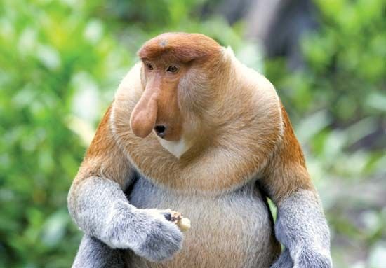 Is The Proboscis Monkey Endangered? Global Conservation Insights