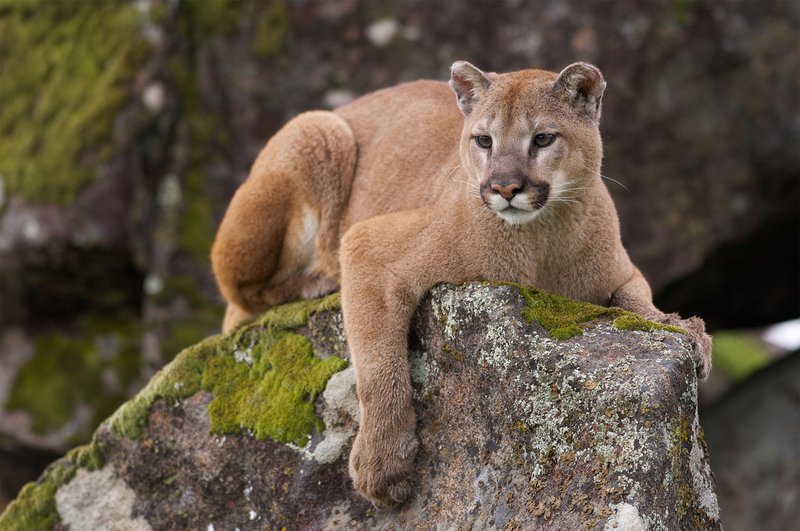Is The Puma Endangered? Global Conservation Insights