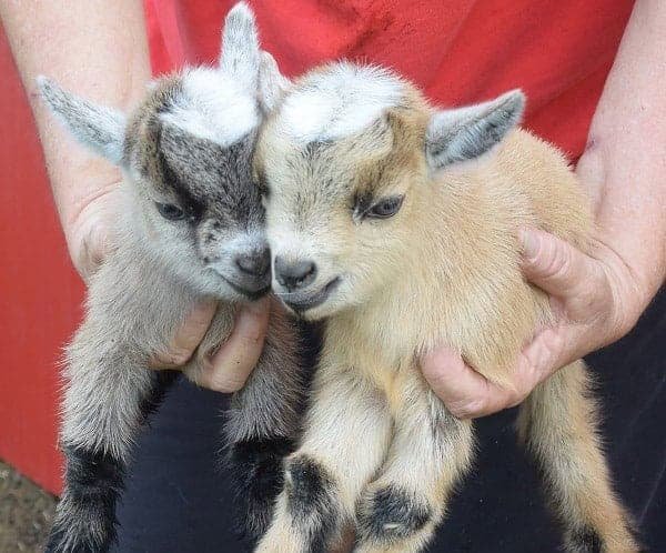 Is The Pygmy Goat Right For Your Farm Or As A Pet?