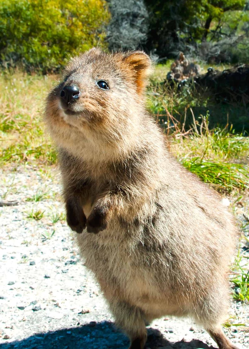 Is The Quokka Endangered? Global Conservation Insights