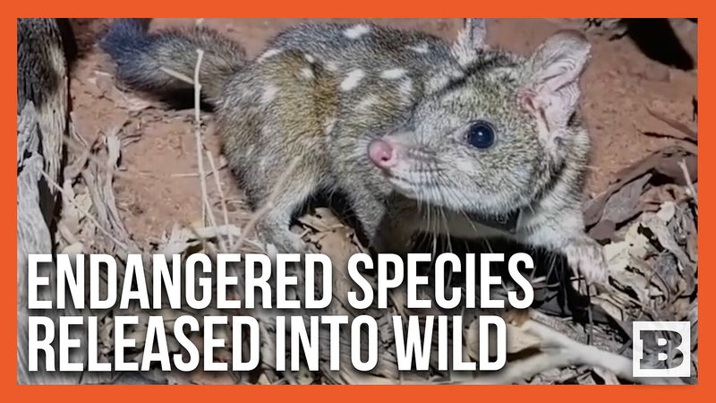 Is The Quoll Endangered? Global Conservation Insights