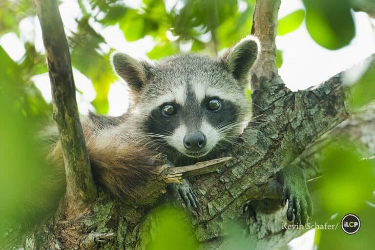Is The Raccoon Endangered? Global Conservation Insights