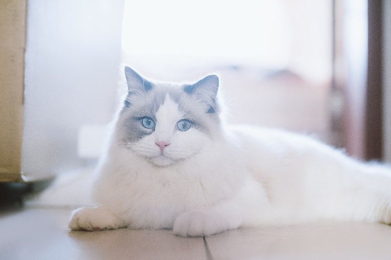 Is The Ragdoll Cat Right For You? Pros And Cons