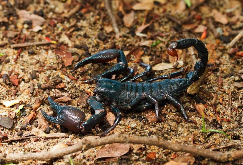 Is The Red Claw Scorpion Poisonous Or Dangerous?