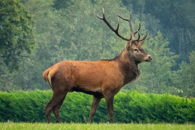 Is The Red Deer Endangered? Global Conservation Insights