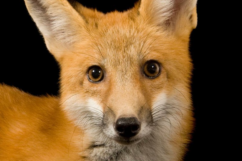 Is The Red Fox Endangered? Global Conservation Insights