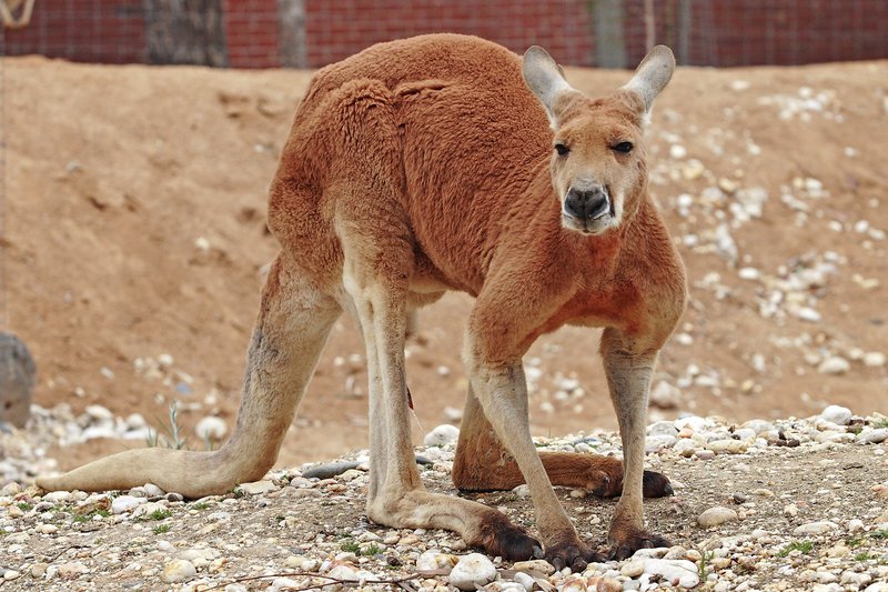Is The Red Kangaroo Endangered? Global Conservation Insights