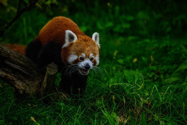 Is The Red Panda Endangered? Global Conservation Insights