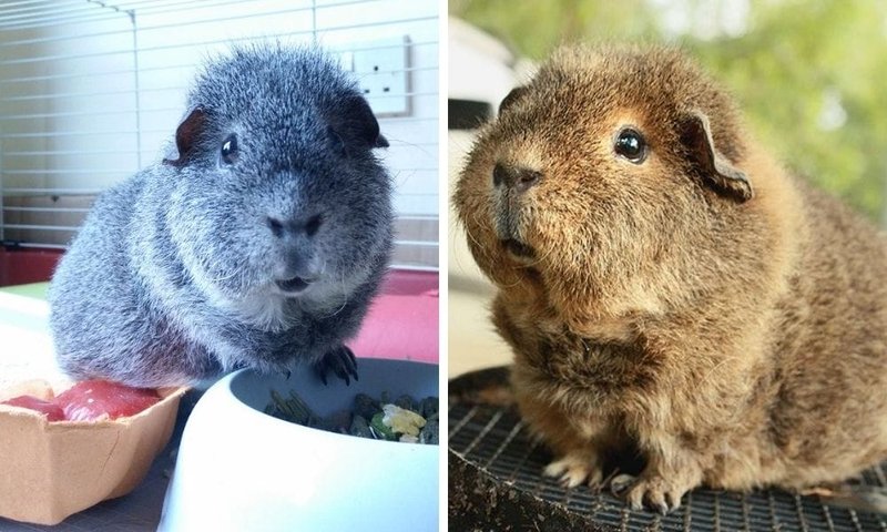 Is The Rex Guinea Pig Right For You? Pros And Cons
