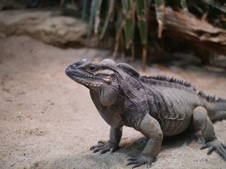 Is The Rhino Iguana A Good Pet For Beginners?