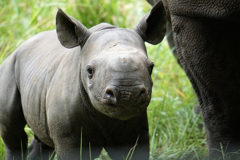 Is The Rhinoceros Endangered? Global Conservation Insights