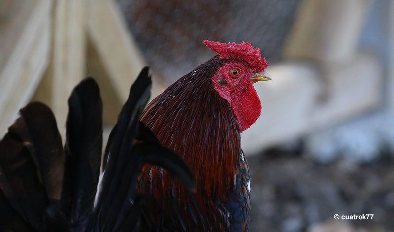 Is The Rhode Island Red Threatened Or Endangered?