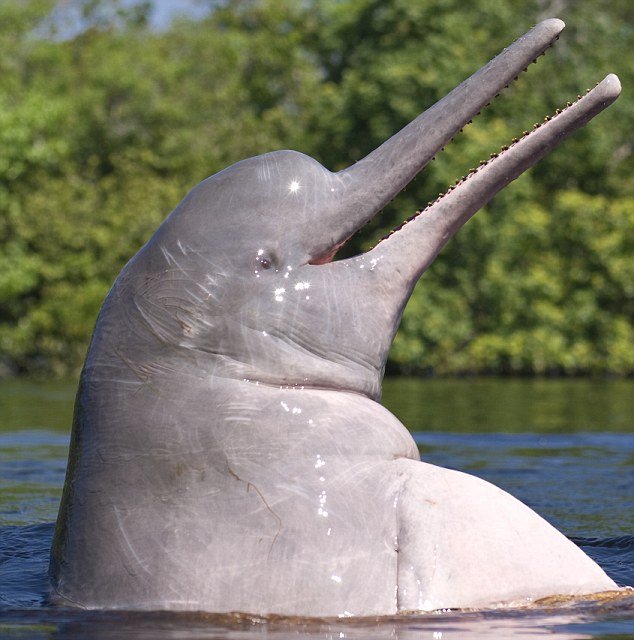 Is The River Dolphin Endangered? Global Conservation Insights
