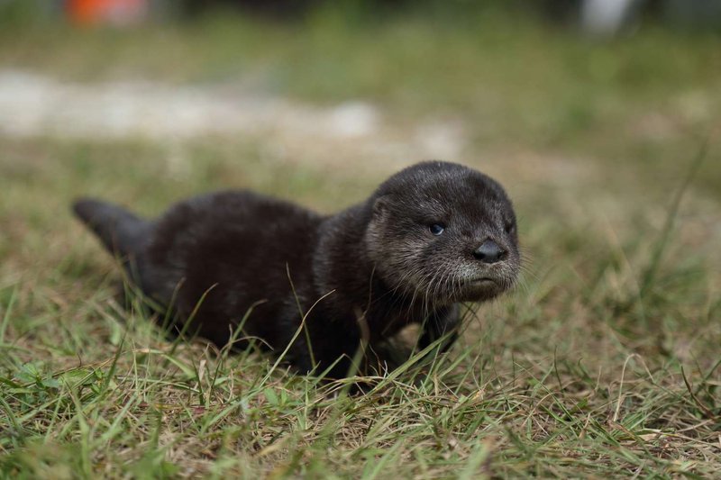 Is The River Otter Endangered? Global Conservation Insights