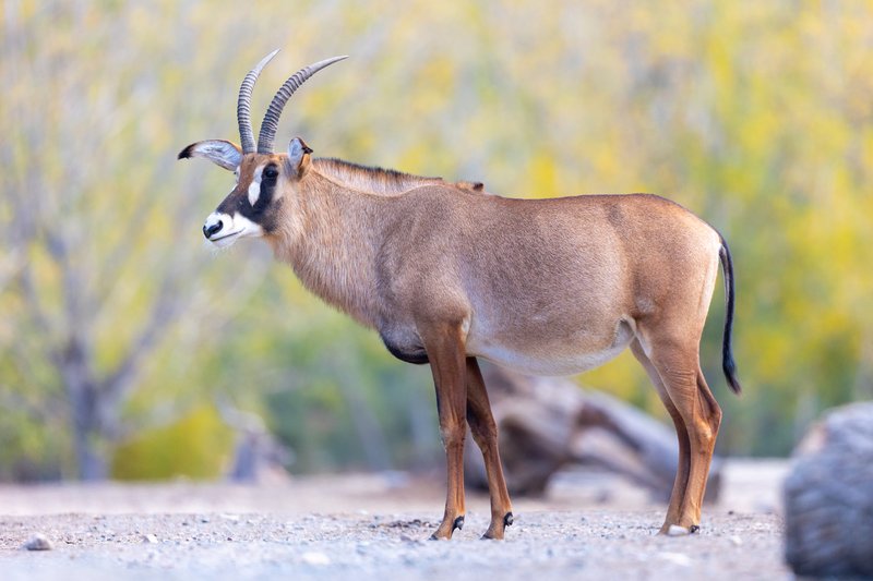 Is The Roan Antelope Endangered? Global Conservation Insights